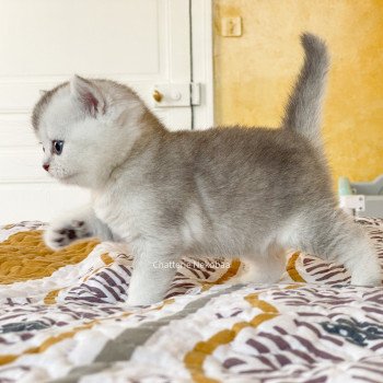 chaton British Shorthair blue silver ticked tabby Deidara Chatterie Nekobaa chaton British Shorthair blue silver ticked tabby Deidara Chatterie Nekobaa