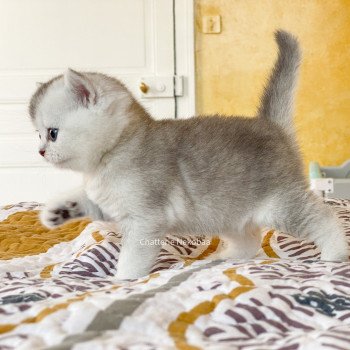 chaton British Shorthair blue silver ticked tabby Deidara Chatterie Nekobaa