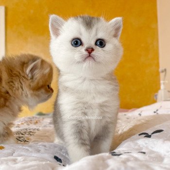chaton British Shorthair blue silver ticked tabby Deidara Chatterie Nekobaa chaton British Shorthair blue silver ticked tabby Deidara Chatterie Nekobaa