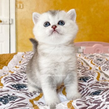 chaton British Shorthair blue silver ticked tabby Deidara Chatterie Nekobaa chaton British Shorthair blue silver ticked tabby Deidara Chatterie Nekobaa