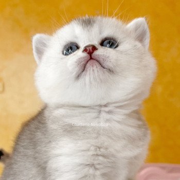 chaton British Shorthair blue silver ticked tabby Deidara Chatterie Nekobaa chaton British Shorthair blue silver ticked tabby Deidara Chatterie Nekobaa