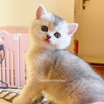 chaton British Shorthair blue silver ticked tabby Tuko Deidara Chatterie Nekobaa