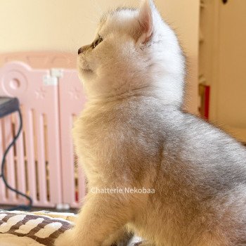 chaton British Shorthair blue silver ticked tabby Tuko Deidara Chatterie Nekobaa