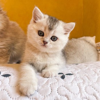 chaton British Shorthair blue silver ticked tabby Tuko Deidara Chatterie Nekobaa chaton British Shorthair blue silver ticked tabby Tuko Deidara Chatterie Nekobaa