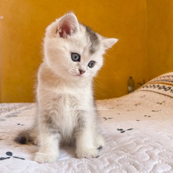 chaton British Shorthair blue silver ticked tabby Tuko Deidara Chatterie Nekobaa