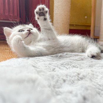 chaton British Shorthair blue silver ticked tabby Tuko Deidara Chatterie Nekobaa chaton British Shorthair blue silver ticked tabby Tuko Deidara Chatterie Nekobaa