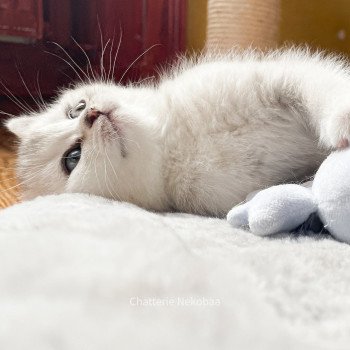 chaton British Shorthair blue silver ticked tabby Tuko Deidara Chatterie Nekobaa chaton British Shorthair blue silver ticked tabby Tuko Deidara Chatterie Nekobaa