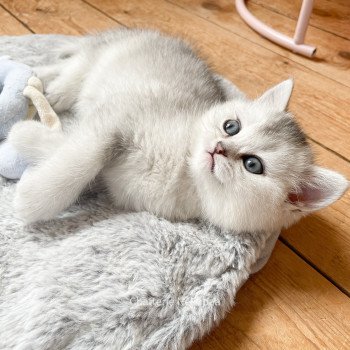 chaton British Shorthair blue silver ticked tabby Tuko Deidara Chatterie Nekobaa chaton British Shorthair blue silver ticked tabby Tuko Deidara Chatterie Nekobaa
