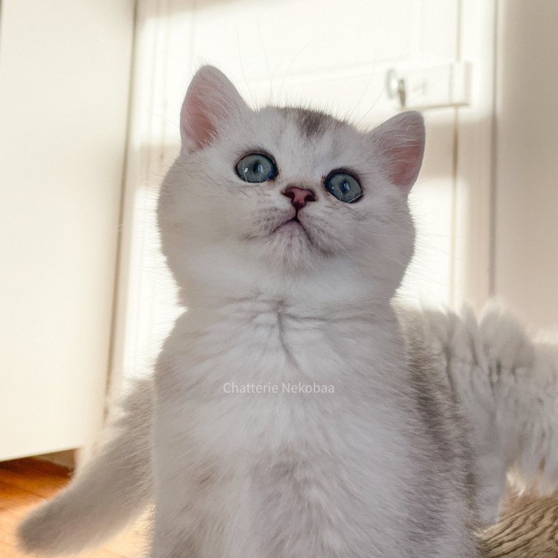 Tuko Deidara Mâle British Shorthair