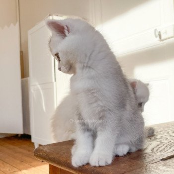 chaton British Shorthair blue silver ticked tabby Tuko Deidara Chatterie Nekobaa chaton British Shorthair blue silver ticked tabby Tuko Deidara Chatterie Nekobaa
