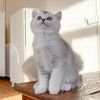 chaton British Shorthair blue silver ticked tabby Tuko Deidara Chatterie Nekobaa