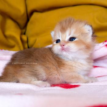 chaton British Shorthair black golden shaded Den Chatterie Nekobaa