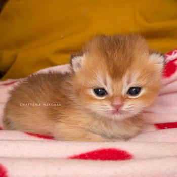 chaton British Shorthair black golden shaded Den Chatterie Nekobaa