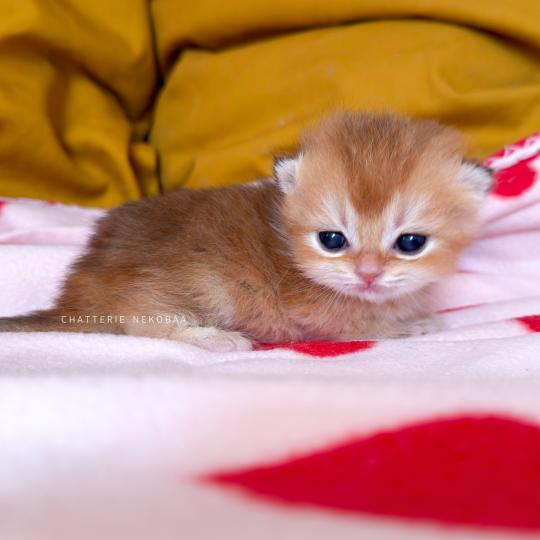 Den Femelle British Shorthair
