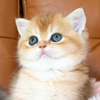 chaton British Shorthair black golden shaded Den Chatterie Nekobaa
