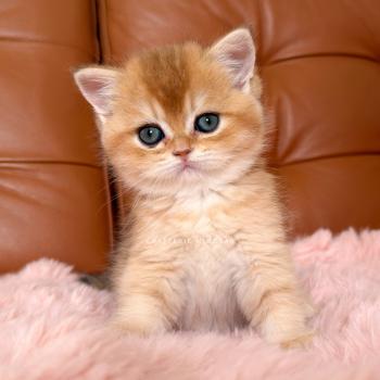 chaton British Shorthair black golden shaded Den Chatterie Nekobaa