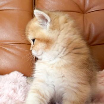 chaton British Shorthair black golden shaded Den Chatterie Nekobaa