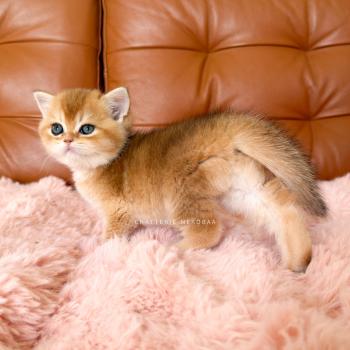 chaton British Shorthair black golden shaded Den Chatterie Nekobaa