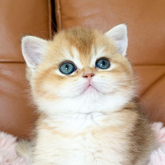 Den Femelle British Shorthair