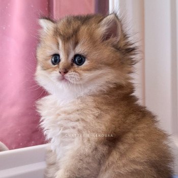 chaton British Longhair black golden ticked tabby Deneve Chatterie Nekobaa chaton British Longhair black golden ticked tabby Deneve Chatterie Nekobaa