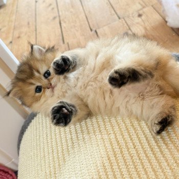 chaton British Longhair black golden ticked tabby Deneve Chatterie Nekobaa chaton British Longhair black golden ticked tabby Deneve Chatterie Nekobaa
