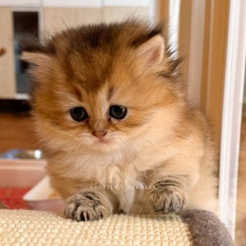 chaton British Longhair black golden ticked tabby Deneve Chatterie Nekobaa chaton British Longhair black golden ticked tabby Deneve Chatterie Nekobaa