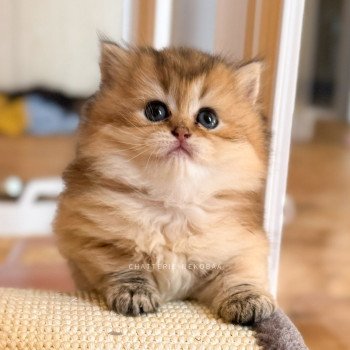 chaton British Longhair black golden ticked tabby Deneve Chatterie Nekobaa chaton British Longhair black golden ticked tabby Deneve Chatterie Nekobaa