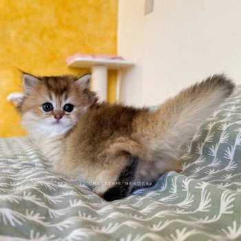 chaton British Longhair black golden ticked tabby Deneve Chatterie Nekobaa chaton British Longhair black golden ticked tabby Deneve Chatterie Nekobaa