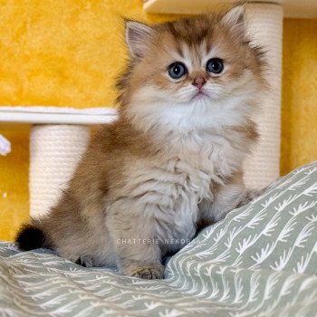 chaton British Longhair black golden ticked tabby Deneve Chatterie Nekobaa chaton British Longhair black golden ticked tabby Deneve Chatterie Nekobaa