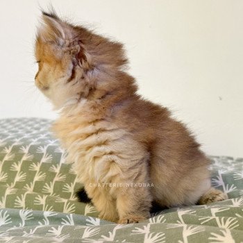 chaton British Longhair black golden ticked tabby Deneve Chatterie Nekobaa chaton British Longhair black golden ticked tabby Deneve Chatterie Nekobaa