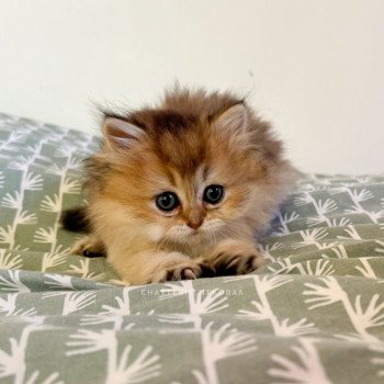 chaton British Longhair black golden ticked tabby Deneve Chatterie Nekobaa chaton British Longhair black golden ticked tabby Deneve Chatterie Nekobaa