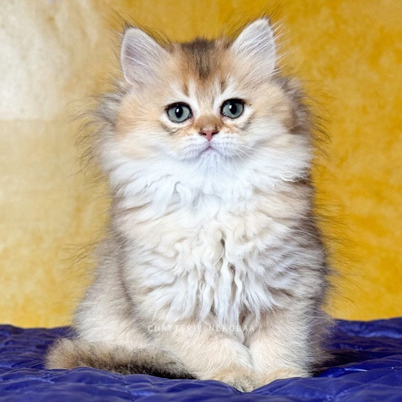 V'Shrina Ori Deneve Femelle British Longhair