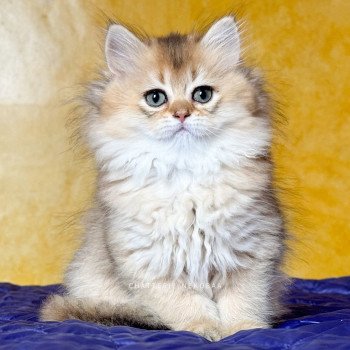 V'Shrina Ori Deneve Femelle British Longhair