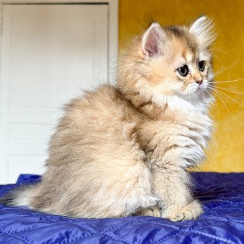 chaton British Longhair black golden ticked tabby Deneve Chatterie Nekobaa chaton British Longhair black golden ticked tabby Deneve Chatterie Nekobaa