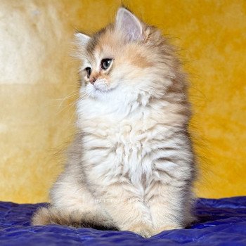 chaton British Longhair black golden ticked tabby Deneve Chatterie Nekobaa chaton British Longhair black golden ticked tabby Deneve Chatterie Nekobaa