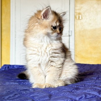 chaton British Longhair black golden ticked tabby Deneve Chatterie Nekobaa chaton British Longhair black golden ticked tabby Deneve Chatterie Nekobaa