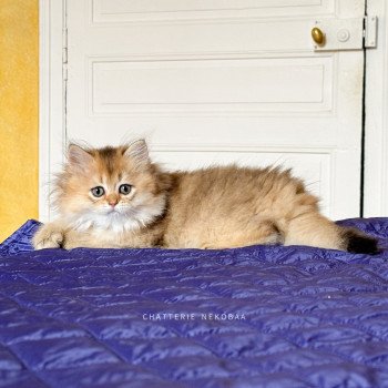 chaton British Longhair black golden ticked tabby Deneve Chatterie Nekobaa chaton British Longhair black golden ticked tabby Deneve Chatterie Nekobaa