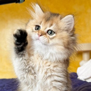 chaton British Longhair black golden ticked tabby Deneve Chatterie Nekobaa chaton British Longhair black golden ticked tabby Deneve Chatterie Nekobaa
