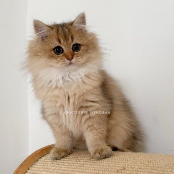 chaton British Longhair black golden ticked tabby Deneve Chatterie Nekobaa chaton British Longhair black golden ticked tabby Deneve Chatterie Nekobaa