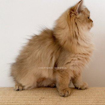 chaton British Longhair black golden ticked tabby Deneve Chatterie Nekobaa chaton British Longhair black golden ticked tabby Deneve Chatterie Nekobaa