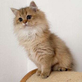 chaton British Longhair black golden ticked tabby Deneve Chatterie Nekobaa chaton British Longhair black golden ticked tabby Deneve Chatterie Nekobaa