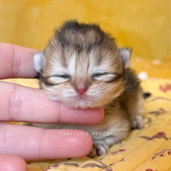 chaton British Shorthair black golden Deneve Chatterie Nekobaa chaton British Shorthair black golden Deneve Chatterie Nekobaa