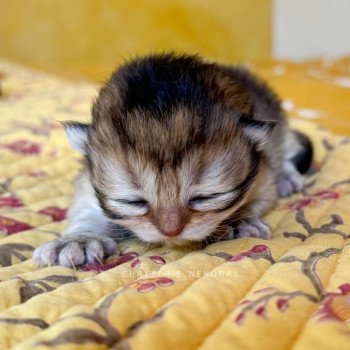 chaton British Shorthair black golden Deneve Chatterie Nekobaa chaton British Shorthair black golden Deneve Chatterie Nekobaa