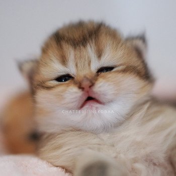 chaton British Shorthair black golden Deneve Chatterie Nekobaa chaton British Shorthair black golden Deneve Chatterie Nekobaa