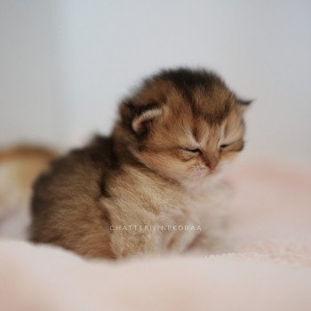 chaton British Shorthair black golden Deneve Chatterie Nekobaa chaton British Shorthair black golden Deneve Chatterie Nekobaa