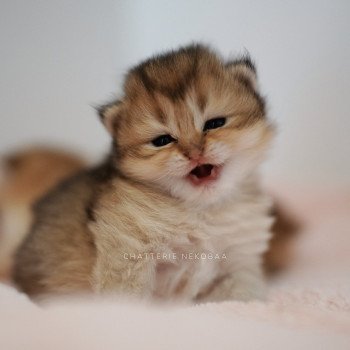 chaton British Shorthair black golden Deneve Chatterie Nekobaa chaton British Shorthair black golden Deneve Chatterie Nekobaa