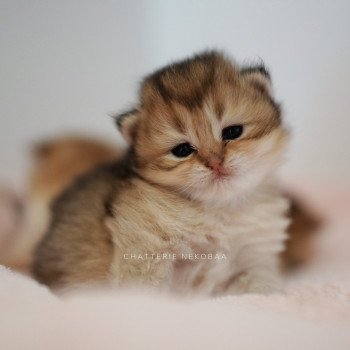chaton British Shorthair black golden Deneve Chatterie Nekobaa chaton British Shorthair black golden Deneve Chatterie Nekobaa