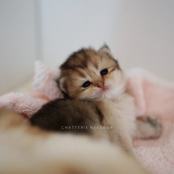 chaton British Shorthair black golden Deneve Chatterie Nekobaa chaton British Shorthair black golden Deneve Chatterie Nekobaa