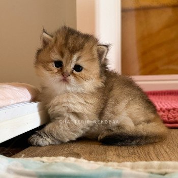 chaton British Longhair black golden ticked tabby Deneve Chatterie Nekobaa chaton British Longhair black golden ticked tabby Deneve Chatterie Nekobaa