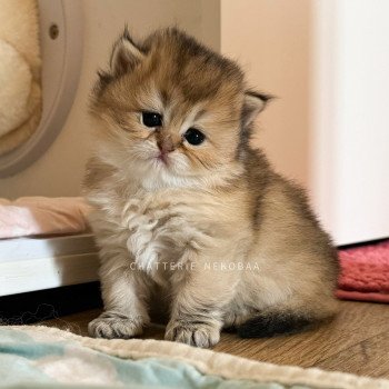 chaton British Longhair black golden ticked tabby Deneve Chatterie Nekobaa chaton British Longhair black golden ticked tabby Deneve Chatterie Nekobaa